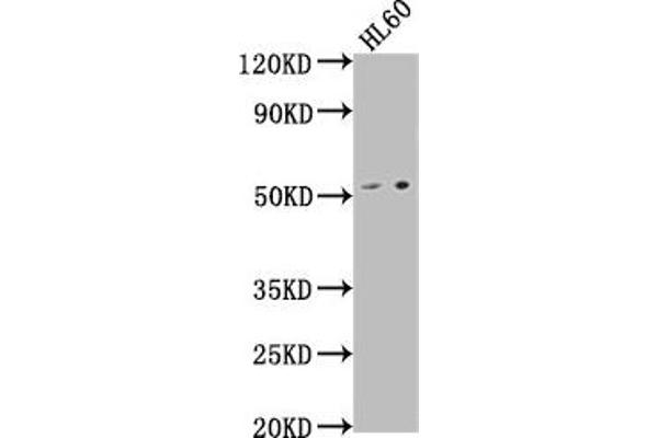 DENND11/KIAA1147 anticorps  (AA 2-233)