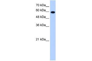 WB Suggested Anti-STIP1 Antibody Titration:  1. (STIP1 anticorps  (C-Term))