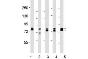 Western blot testing of DNM1L antibody at 1:8000 dilution and lysate from: 1: rat PC12; 2: human skeletal muscle; 3: HeLa; 4: mouse NIH3T3; 5: LNCaP; Predicted molecular weight is 82 kDa. (Dynamin 1-Like anticorps  (C-Term))