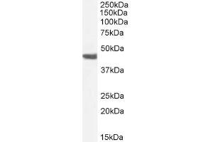 ABIN185271 (1µg/ml) staining of Rat Heart lysate (35µg protein in RIPA buffer).