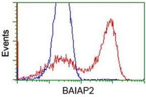 HEK293T cells transfected with either RC214570 overexpress plasmid (Red) or empty vector control plasmid (Blue) were immunostained by anti-BAIAP2 antibody (ABIN2454636), and then analyzed by flow cytometry. (BAIAP2 anticorps)