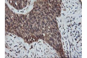 Image no. 4 for anti-Ret Finger Protein-Like 3 (RFPL3) antibody (ABIN1500675) (RFPL3 anticorps)