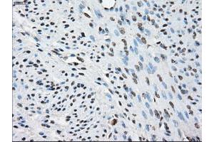 Image no. 2 for anti-Protein Phosphatase 5, Catalytic Subunit (PPP5C) antibody (ABIN1500389) (PP5 anticorps)
