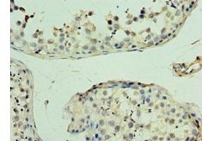 Immunohistochemistry of paraffin-embedded human testis tissue using ABIN7166484 at dilution of 1:100 (MAS1 anticorps  (AA 246-325))
