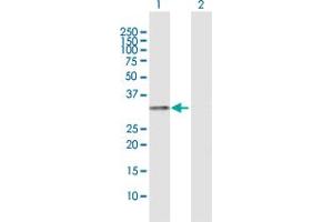 Western Blot analysis of HLA-DRA expression in transfected 293T cell line by HLA-DRA MaxPab polyclonal antibody.