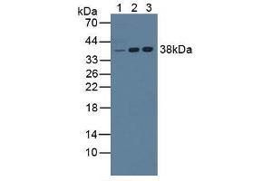 Western blot analysis of (1) Mouse Liver Tissue, (2) Human Jurkat Cells and (3) Human K562 Cells. (NPM1 anticorps  (AA 212-292))
