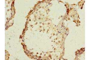 Immunohistochemistry of paraffin-embedded human testis tissue using ABIN7164501 at dilution of 1:100 (GPR75 anticorps  (AA 372-540))