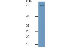 Rabbit Detection antibody from the kit in WB with Positive Control:  Sample Porcine liver lysate.