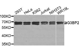 Western Blotting (WB) image for anti-GTPase Activating Protein (SH3 Domain) Binding Protein 2 (G3BP2) antibody (ABIN1877055)