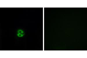 Peptide - +Immunofluorescence analysis of A549 cells, using CHST6 antibody. (CHST6 anticorps)
