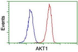Image no. 7 for anti-V-Akt Murine Thymoma Viral Oncogene Homolog 1 (AKT1) antibody (ABIN1496554) (AKT1 anticorps)