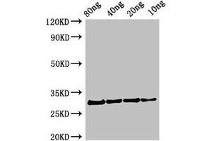 Western Blot Positive WB detected in Recombinant protein All lanes: Profilin antibody at 2. (Profilin anticorps  (AA 1-133))