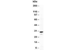 Western blot testing of Calretinin antibody and HeLa cell lysate. (Calretinin anticorps  (N-Term))