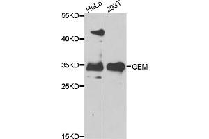 Western blot analysis of extracts of various cell lines, using GEM antibody (ABIN5975530) at 1/1000 dilution. (GEM anticorps)