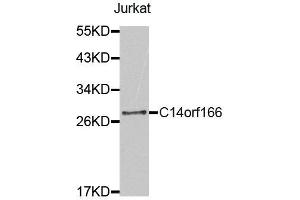Western Blotting (WB) image for anti-Chromosome 14 Open Reading Frame 166 (C14orf166) antibody (ABIN1875532)
