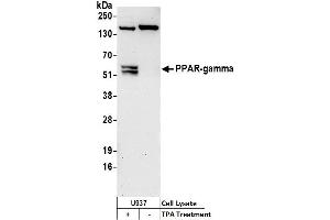 Western Blotting (WB) image for anti-Peroxisome Proliferator-Activated Receptor gamma (PPARG) (AA 50-100) antibody (ABIN7449902)