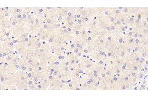 Detection of F2 in Human Liver Tissue using Monoclonal Antibody to Coagulation Factor II (F2) (Prothrombin anticorps)