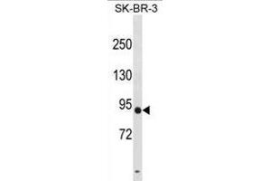 DPY19L3 Antibody (N-term) (ABIN1881271 and ABIN2838846) western blot analysis in SK-BR-3 cell line lysates (35 μg/lane). (DPY19L3 anticorps  (N-Term))