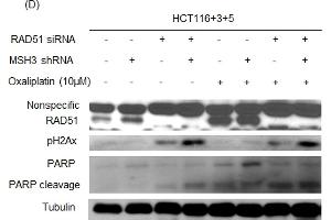 HDAC inhibitor, PCI-24781, inhibits RAD51 expression and enhances sensitivity to oxaliplatin in MSH3-deficient HCT116+3+5 cells.