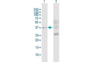 Western Blot analysis of DUSP7 expression in transfected 293T cell line by DUSP7 MaxPab polyclonal antibody. (DUSP7 anticorps  (AA 1-320))
