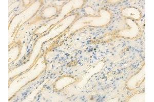 ABIN6257079 and ABIN6275722 at 1/100 staining human normal kidney tissue by IHC-P. (ANKRD20A1 anticorps  (N-Term))