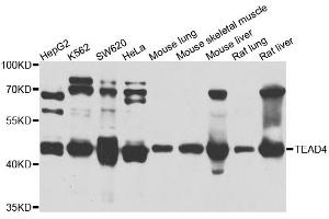 Western blot analysis of extracts of various cell lines, using TEAD4 antibody (ABIN5972288) at 1/1000 dilution. (TEAD4 anticorps)