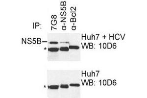 IP was carried out with NS5B specific mAb 7G8 using the lysates of Huh7 cells harboring selectable subgenomic HCV RNA replicon (upper panel) or plain Huh7 cells (lower panel). (HCV 1b NS5B anticorps  (AA 95-105))