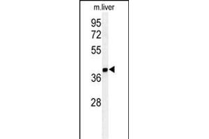 Western blot analysis of ISM1 Antibody (C-term) (ABIN651237 and ABIN2840147) in mouse liver tissue lysates (35 μg/lane). (ISM1 anticorps  (AA 435-464))