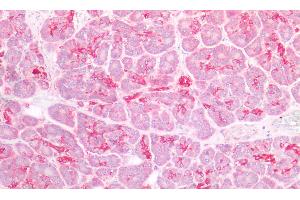 Detection of DEFb1 in Human Pancreas Tissue using Polyclonal Antibody to Defensin Beta 1 (DEFb1) (beta Defensin 1 anticorps  (AA 22-69))