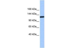 Western Blotting (WB) image for anti-Testis Expressed 2 (TEX2) antibody (ABIN2463273) (TEX2 anticorps)