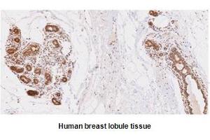 Paraffin embedded sections of human breast lobule tissue were incubated with anti-human UBE2L6 (1:50) for 2 hours at room temperature. (UbcH8/Ube2L6 (AA 1-152) anticorps)