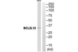 Western blot analysis of extracts from CoLo cells, using BCL2L12 antibody. (BCL2L12 anticorps)
