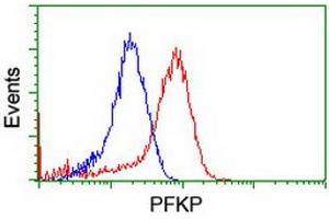 Image no. 2 for anti-phosphofructokinase, Platelet (PFKP) antibody (ABIN1500160) (PFKP anticorps)