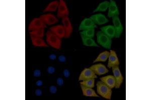 KA1 Mouse Monoclonal Antibody staining Hela cells by IF/ICC. (GRIK4 anticorps)