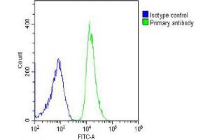 Overlay histogram showing U-2OS cells stained with Antibody (green line). (RPL4 anticorps  (AA 119-149))