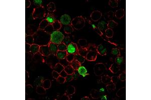 Immunofluorescence staining of K562 cells using Nucleophosmin-Monospecific Mouse Monoclonal Antibody (NPM1/3285) followed by goat anti-Mouse IgG conjugated to CF488 (green). (NPM1 anticorps  (AA 185-287))