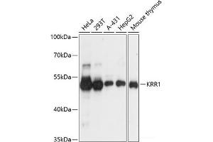 Western blot analysis of extracts of various cell lines using KRR1 Polyclonal Antibody at dilution of 1:3000. (KRR1 anticorps)