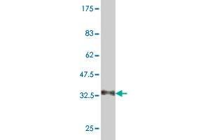 Western Blot detection against Immunogen (35.