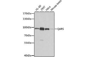 Western blot analysis of extracts of various cell lines, using QARS antibody. (QARS anticorps  (AA 1-250))