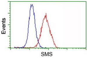 Image no. 4 for anti-Spermine Synthase, SMS (SMS) antibody (ABIN1501092) (SMS anticorps)
