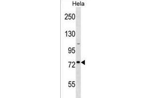 GOLGA8H Antibody (N-term) (ABIN1539130 and ABIN2850078) western blot analysis in Hela cell line lysates (35 μg/lane). (GOLGA8H anticorps  (N-Term))