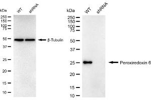 Western blotting analysis using Peroxiredoxin 6 antibody (ABIN7799781). (Recombinant Peroxiredoxin 6 anticorps)