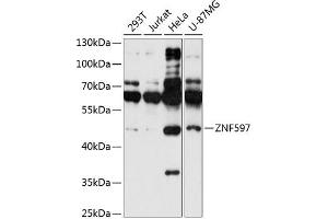 Western blot analysis of extracts of various cell lines, using ZNF597 antibody  at 1:1000 dilution.