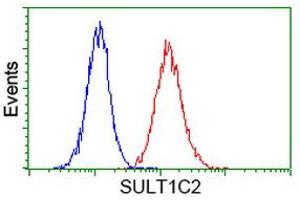Image no. 2 for anti-Sulfotransferase Family, Cytosolic, 1C, Member 2 (SULT1C2) antibody (ABIN1501233) (SULT1C2 anticorps)
