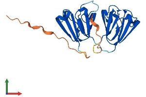 AlphaFold protein structure predicition of Human Recombinant CRYBB3 Protein, UniprotID P26998