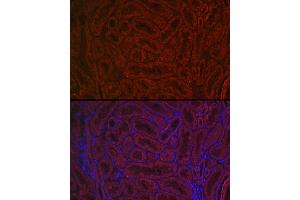 Immunofluorescence analysis of Rat kidney cells using BMP7 antibody (ABIN3021108, ABIN3021109, ABIN3021110 and ABIN6213955) at dilution of 1:150.
