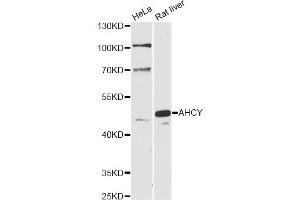 Western blot analysis of extracts of various cell lines, using AHCY antibody (ABIN6291654) at 1:1000 dilution. (AHCY anticorps)
