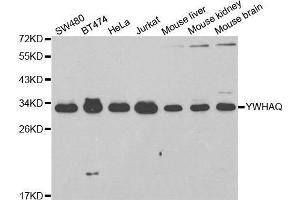 Western blot analysis of extracts of various cell lines, using YWHAQ antibody.
