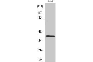 Western Blot analysis of HeLa cells using Actin Polyclonal Antibody diluted at 1:2000. (Actin anticorps  (AA 300-380))