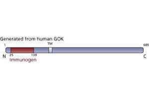 Image no. 2 for anti-Stromal Interaction Molecule 1 (STIM1) (AA 25-139) antibody (ABIN968271)